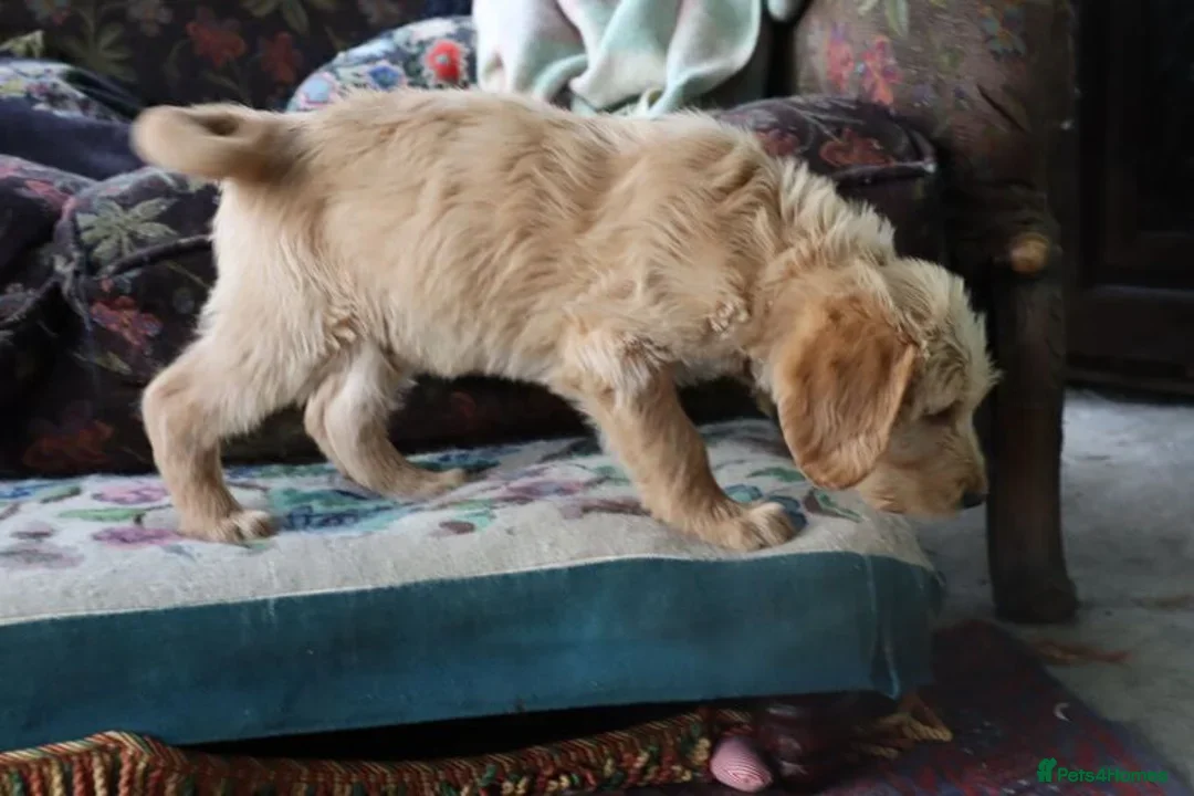 Labradoodle dogs for sale: F3 Labradoodle Puppies Licenced Breeder - Image 29