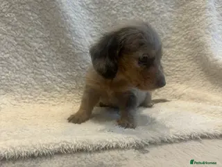 Miniature Dachshund dogs Mini long hair dachshund - Advert 9