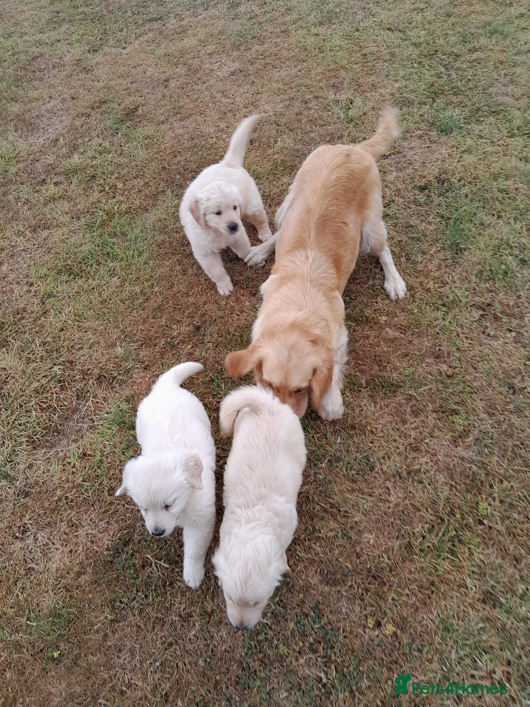 Golden Retriever dogs for sale: Gorgeous Golden Retrievers 8 weeks old H/Tested  - Image 12