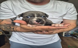 Staffordshire Bull Terrier dogs for sale: KC REG STAFFORDSHIRE BULL TERRIER PUPS - Image 12