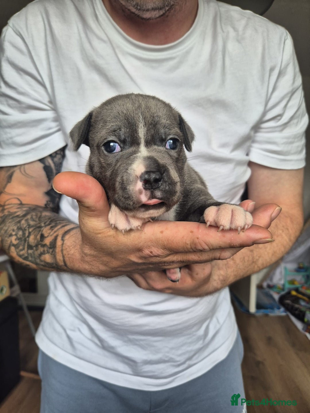 Staffordshire Bull Terrier dogs for sale: KC REG STAFFORDSHIRE BULL TERRIER PUPS - Image 12