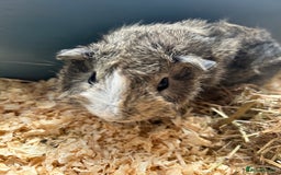 Guinea Pig rodents for sale: 3 Gorgeous Male Guinea Pigs  - Image 5