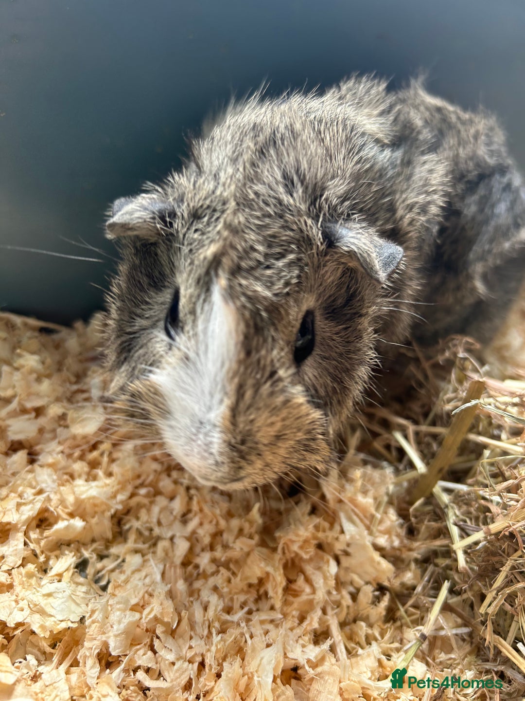 Guinea Pig rodents for sale: 3 Gorgeous Male Guinea Pigs  - Image 5