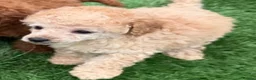 Toy Poodle dogs for sale: Kc red toy poodle puppys - Advert 19