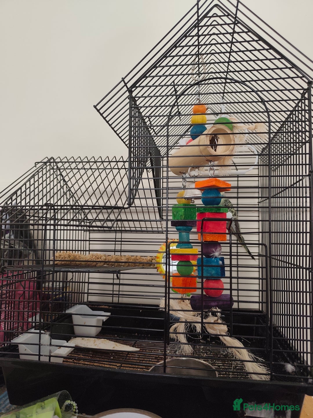 Budgerigars birds for sale: Budgie, Cage, Accessories, Food - Image 4