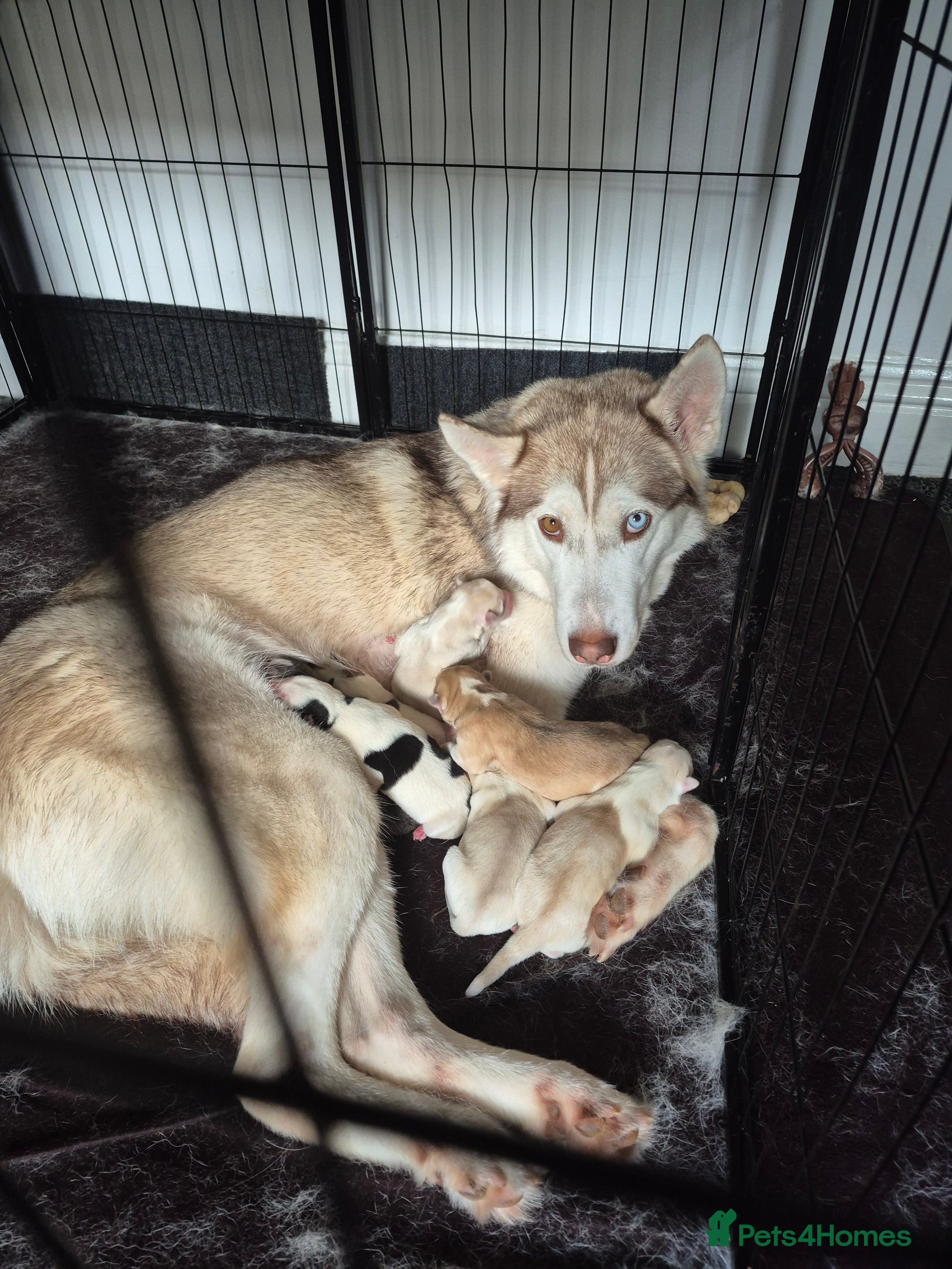 Siberian Husky dogs for sale: Siberian husky puppies  - Advert 2
