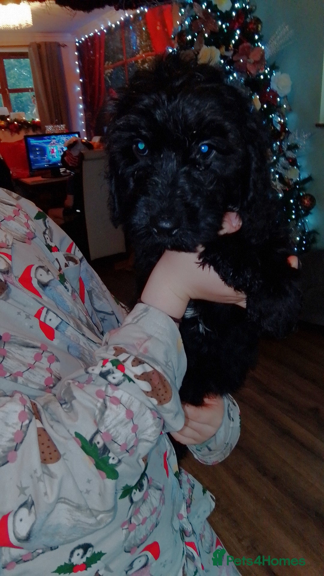 Cockapoo dogs Ready now beautiful colours  - Advert 12