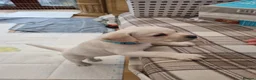 Labrador Retriever dogs for sale: STUNNING LABRADOR PUPPIES ONLY 1 GIRL LEFT. - Advert 8