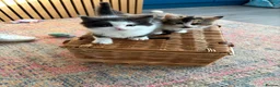 Persian cats for sale: Persian ragdoll X in Middlesbrough - Advert 15