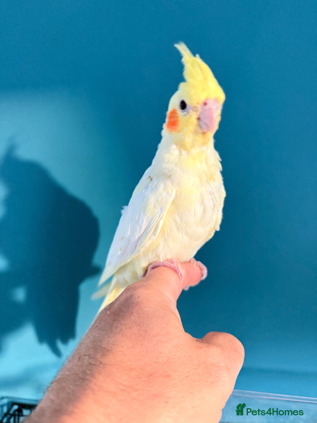 Cockatiels birds for sale: Handreared Lutino Cockatiels - Image 2