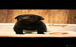 Goldador dogs for sale: Beautiful last little boy  - Image 5