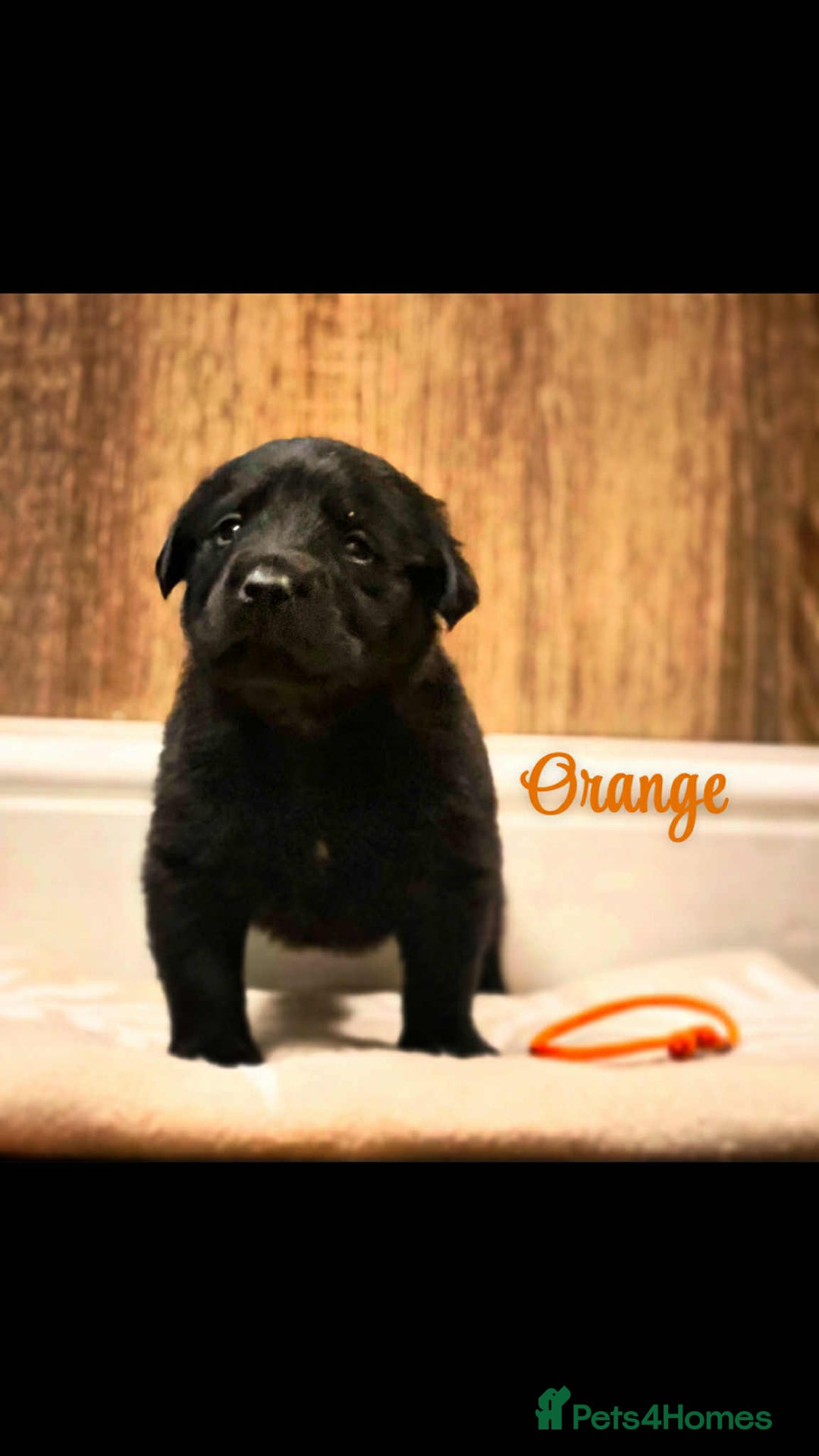 Goldador dogs for sale: Beautiful last little boy  - Image 5