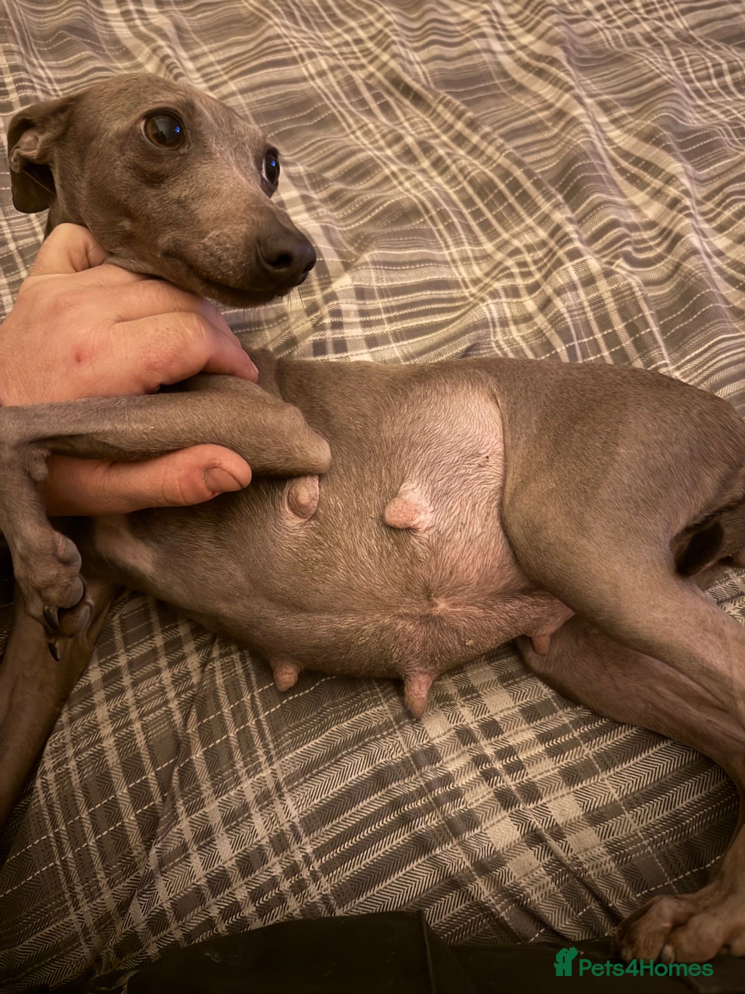 Italian Greyhound dogs for sale: 3 male Italian greyhound puppies for sale - Advert 12