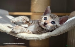 Bengal cats for sale: Gorgeous Pedigree Bengal Kittens  - Image 9