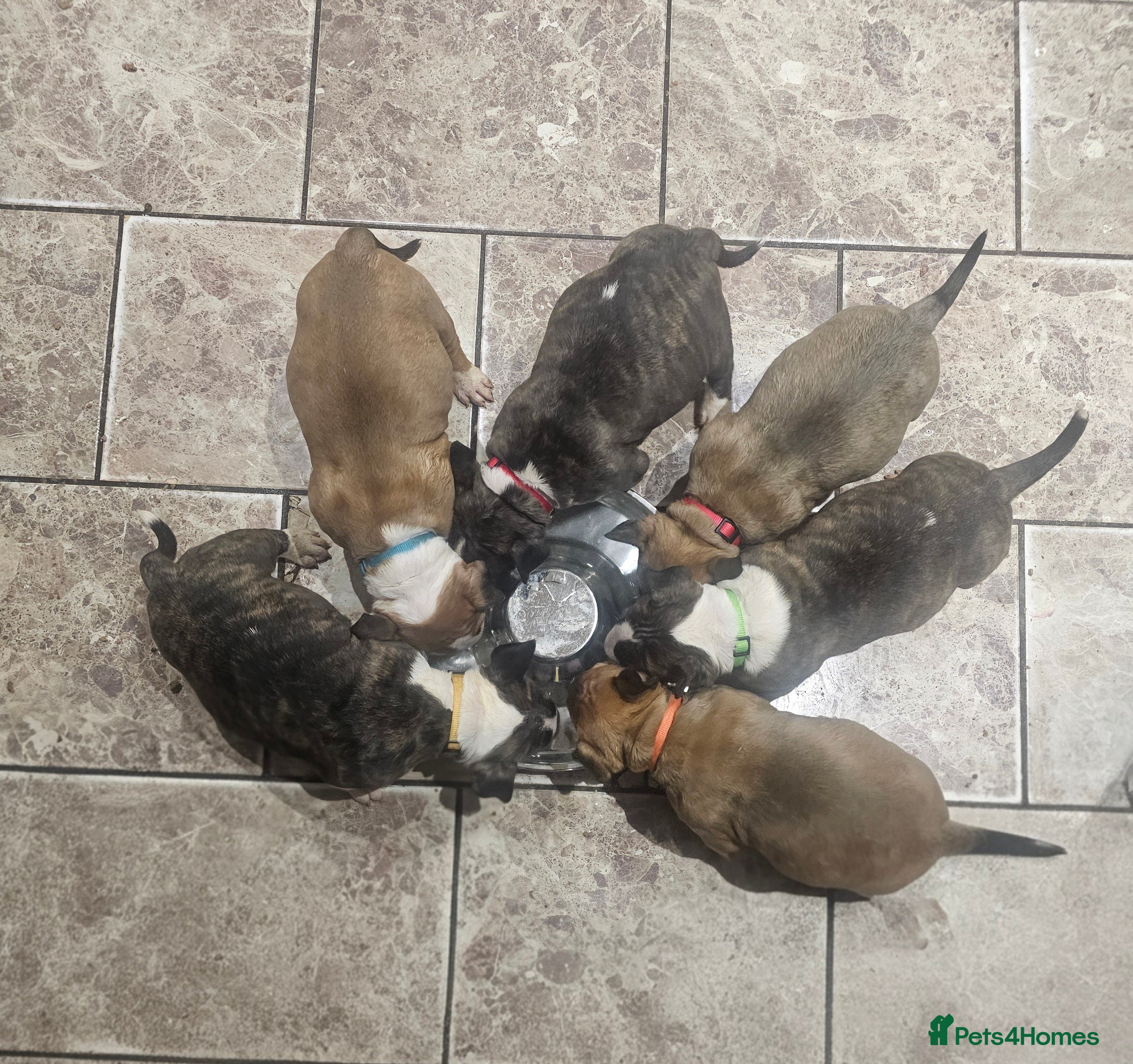 English Bull Terrier dogs Top Quality KC English Bull Terrier Puppies - Advert 2