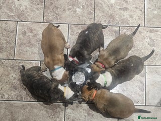 English Bull Terrier dogs Top Quality KC English Bull Terrier Puppies - Advert 2