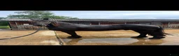 Friesian horses for sale: 15.3 black Friesian gelding, 11 yrs - Advert 3