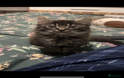 Mixed Breed cats for sale: 2 female & 1 male for rehoming  - Image 1