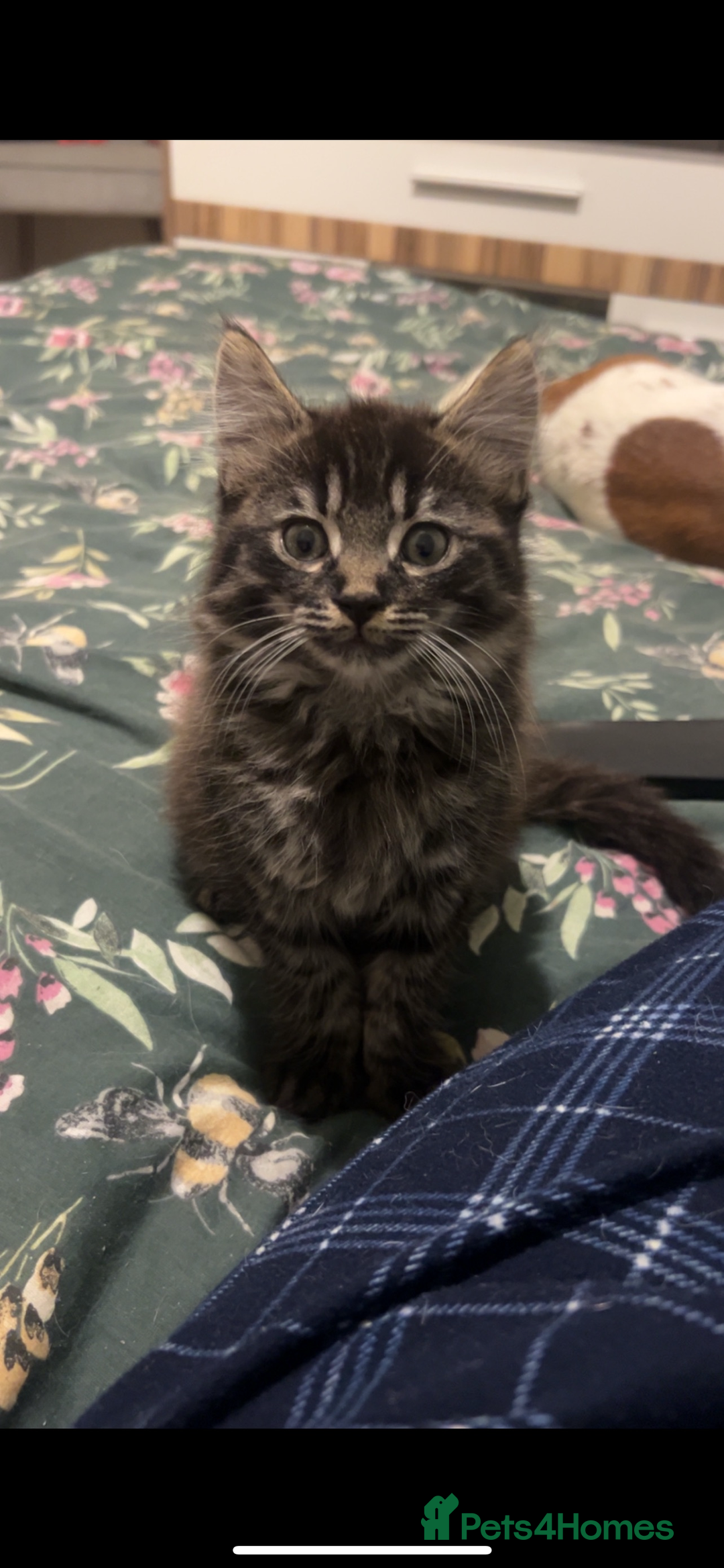 Mixed Breed cats for sale: 2 female & 1 male for rehoming  - Image 1