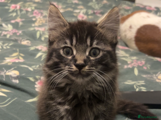 Mixed Breed cats for sale - Advert 1