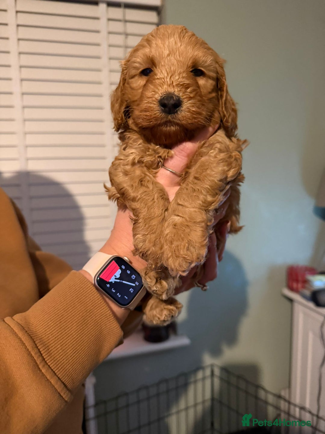 Cockapoo dogs for sale: 6 gorgeous Cockapoo puppies for sale  - Advert 10