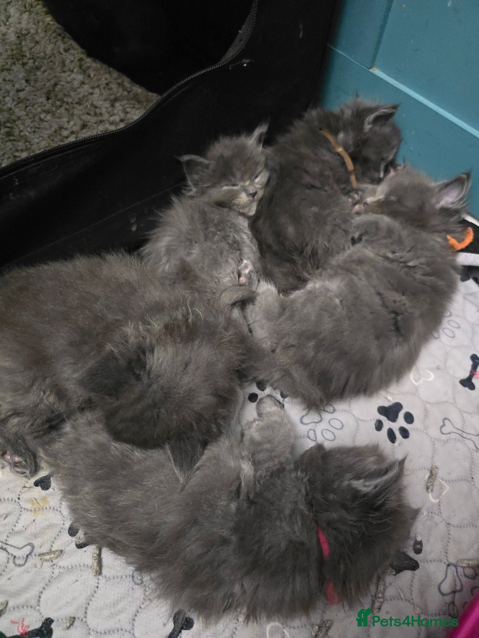 Maine Coon cats Blue & Blue Smoke Maine Coon Kittens Stunning Tica - Advert 1