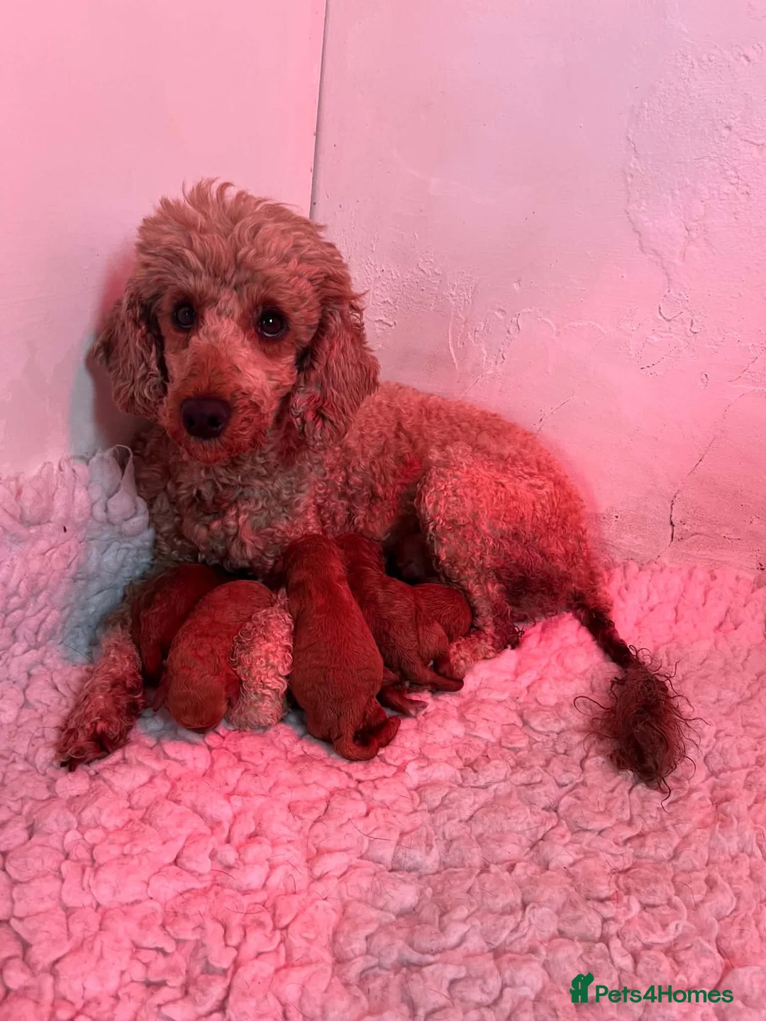 Miniature Poodle dogs for sale: Stunning pure miniature poodles  - Advert 2