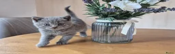 British Shorthair cats for sale: Purebred british shorthair kittens in Wigton - Advert 28