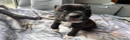 Staffordshire Bull Terrier dogs for sale: Last 3 of our litter  - Advert 1
