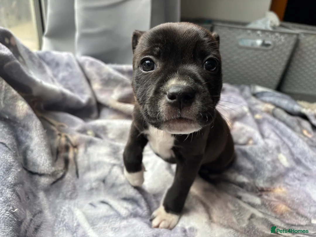 Staffordshire Bull Terrier dogs for sale: Last 3 of our litter  - Advert 1