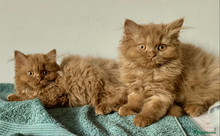 British Longhair cats - Advert 1