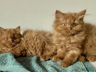 British Longhair cats - Advert 9