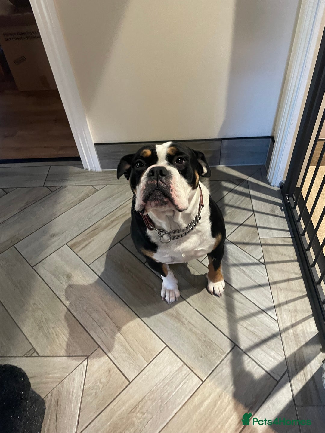Old Tyme Bulldog dogs for sale: 5 year old bulldog for rehoming  - Advert 3