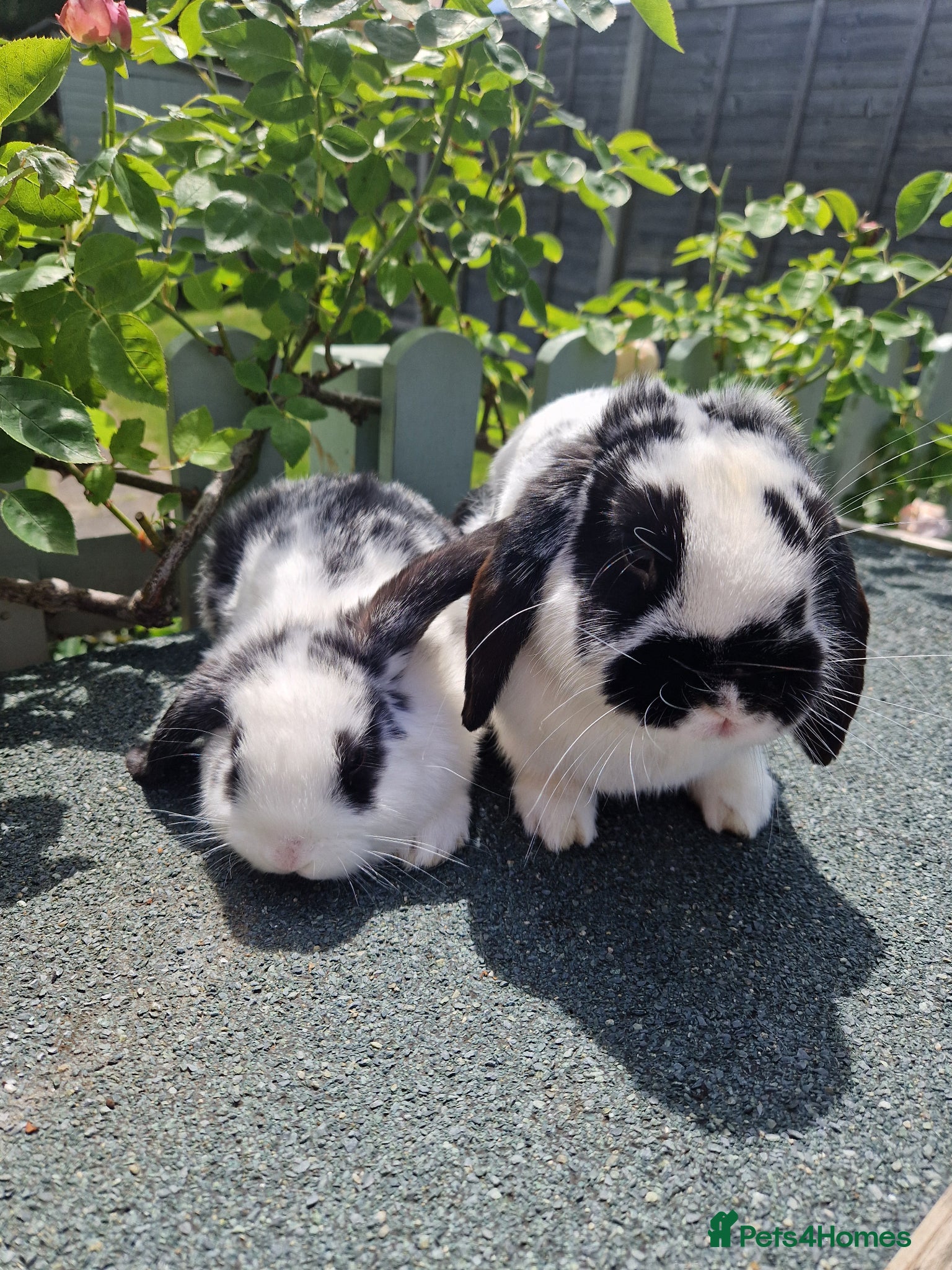 Mini Lop rabbits Friendly baby mini lops for sale  - Advert 1