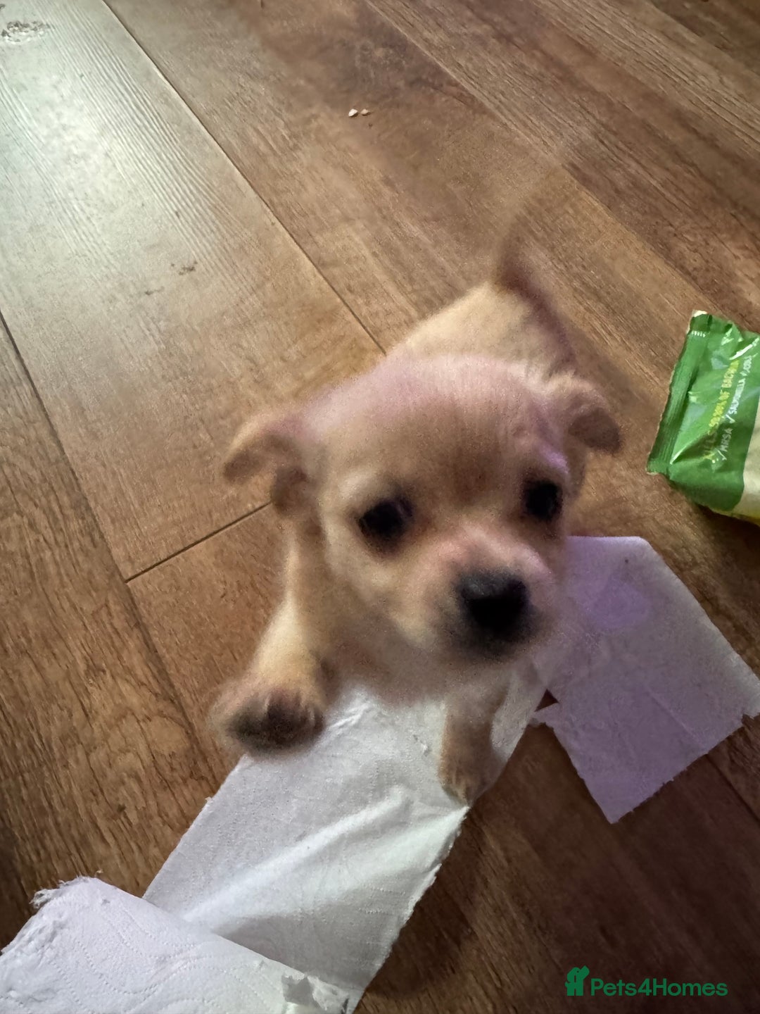 Chihuahua dogs for sale: chocolate boy black n tan boy creamish girl  - Advert 21