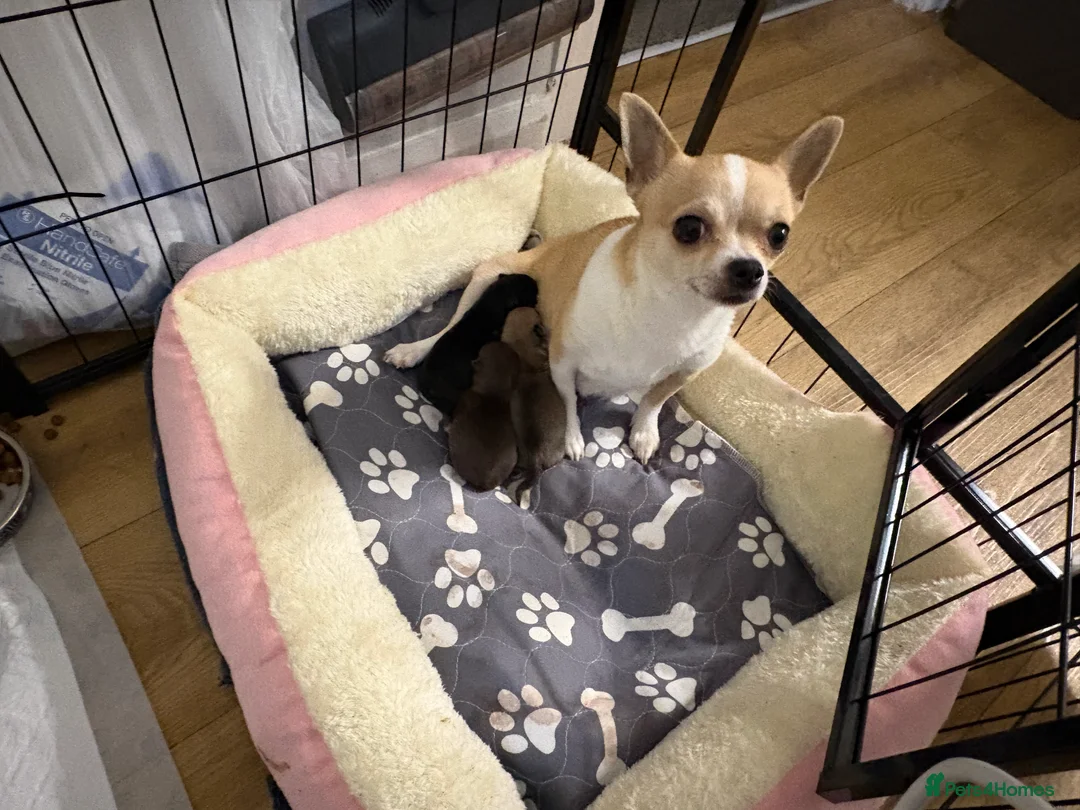 Chihuahua dogs for sale: Gorgeous chihuahua for sale ready now - Advert 2