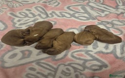 Cavalier King Charles Spaniel dogs for sale: Cavalier King Charles  - Image 7