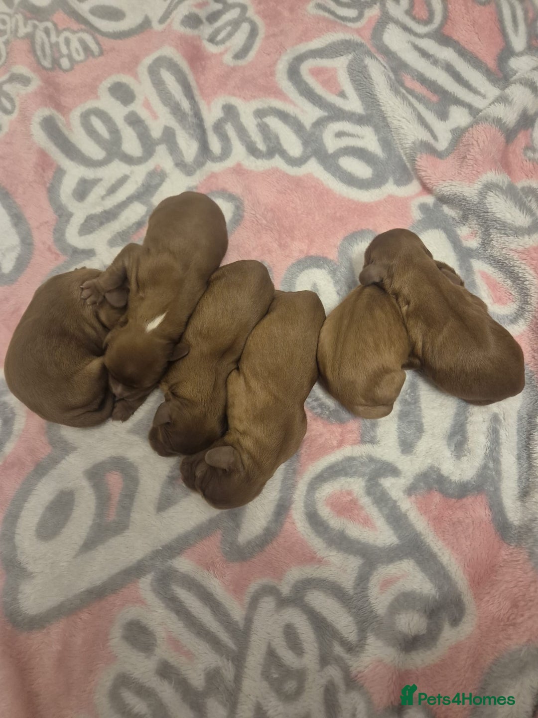 Cavalier King Charles Spaniel dogs for sale: Cavalier King Charles  - Image 7