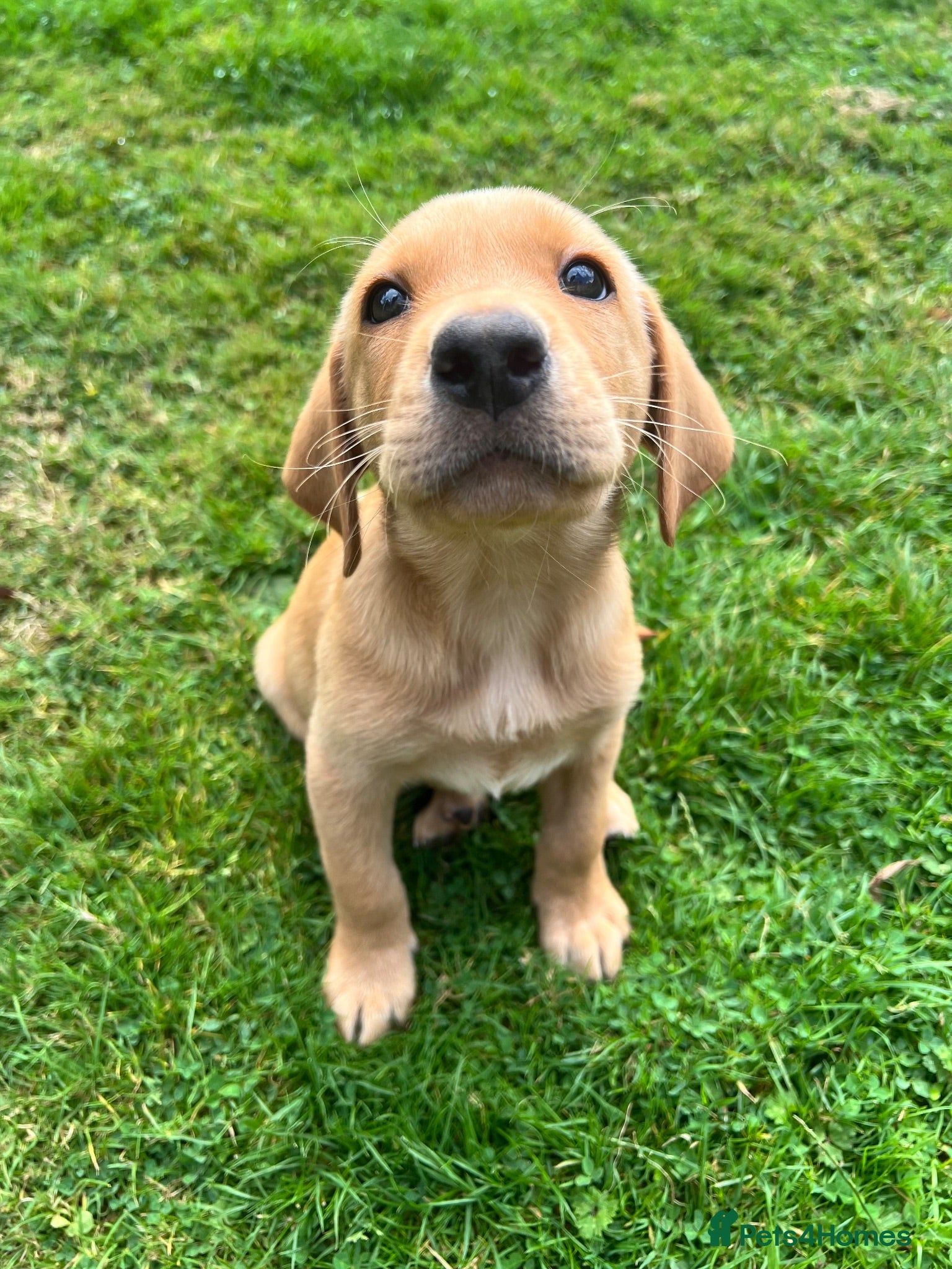 Labrador Retriever dogs *READY NOW* 1 GORGEOUS KC YELLOW BITCH LABRADOR - Advert 5