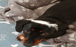 Miniature Dachshund dogs for sale: Two year old Miniature Smooth Haired Dachshund  - Image 5