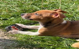 Jack Russell dogs for sale: Minature short haired Jack Russell puppys - Image 4