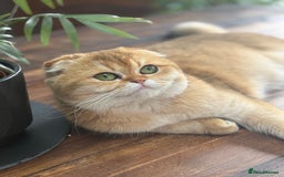 Scottish Fold cats for sale: GOLDEN CHINCHILLA SCOTTISH FOLDS - Image 7