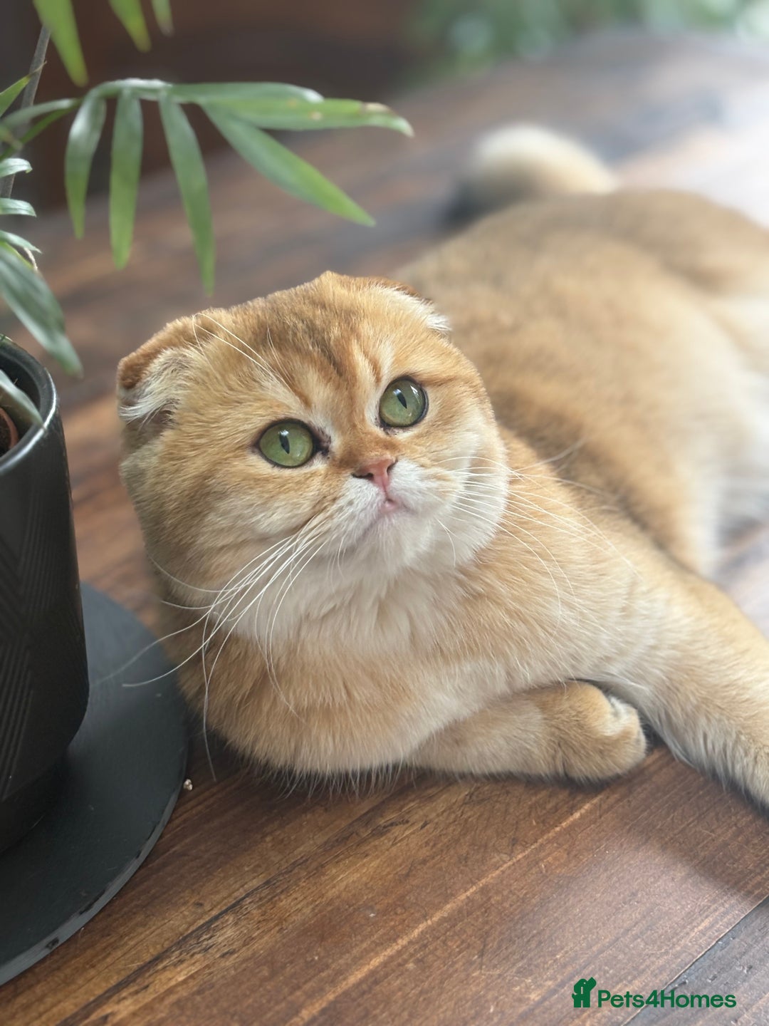 Scottish Fold cats for sale: GOLDEN CHINCHILLA SCOTTISH FOLDS - Image 7