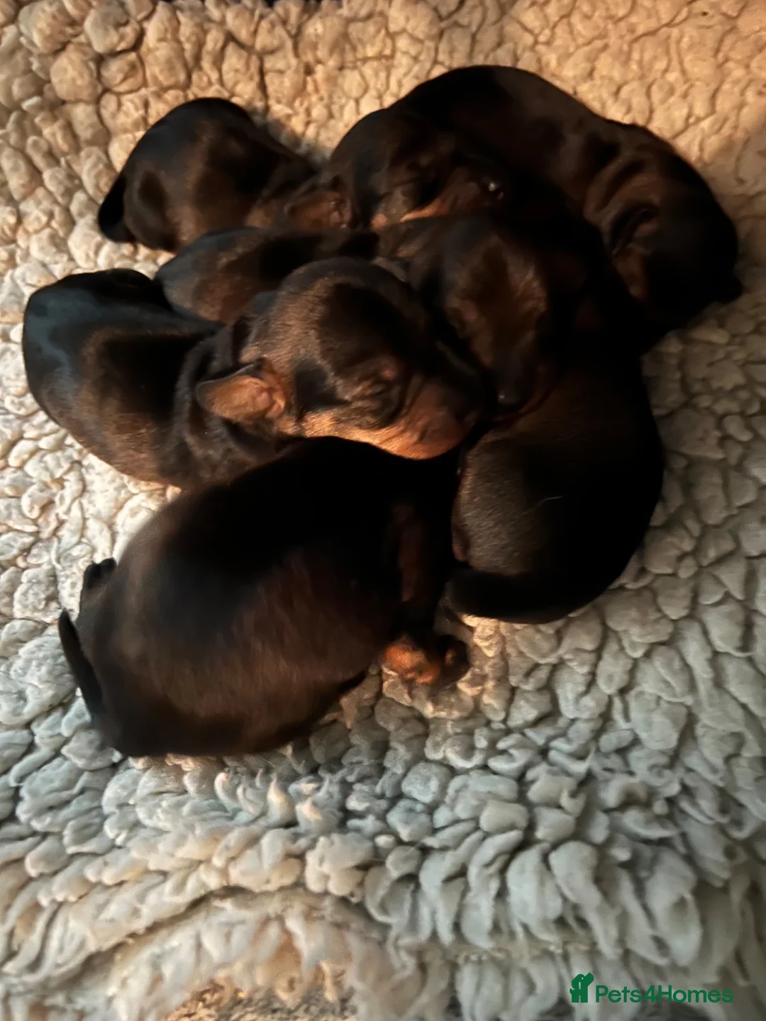 Miniature Dachshund dogs for sale: Miniature wirehaired dachshund puppies (Teckels) - Advert 2