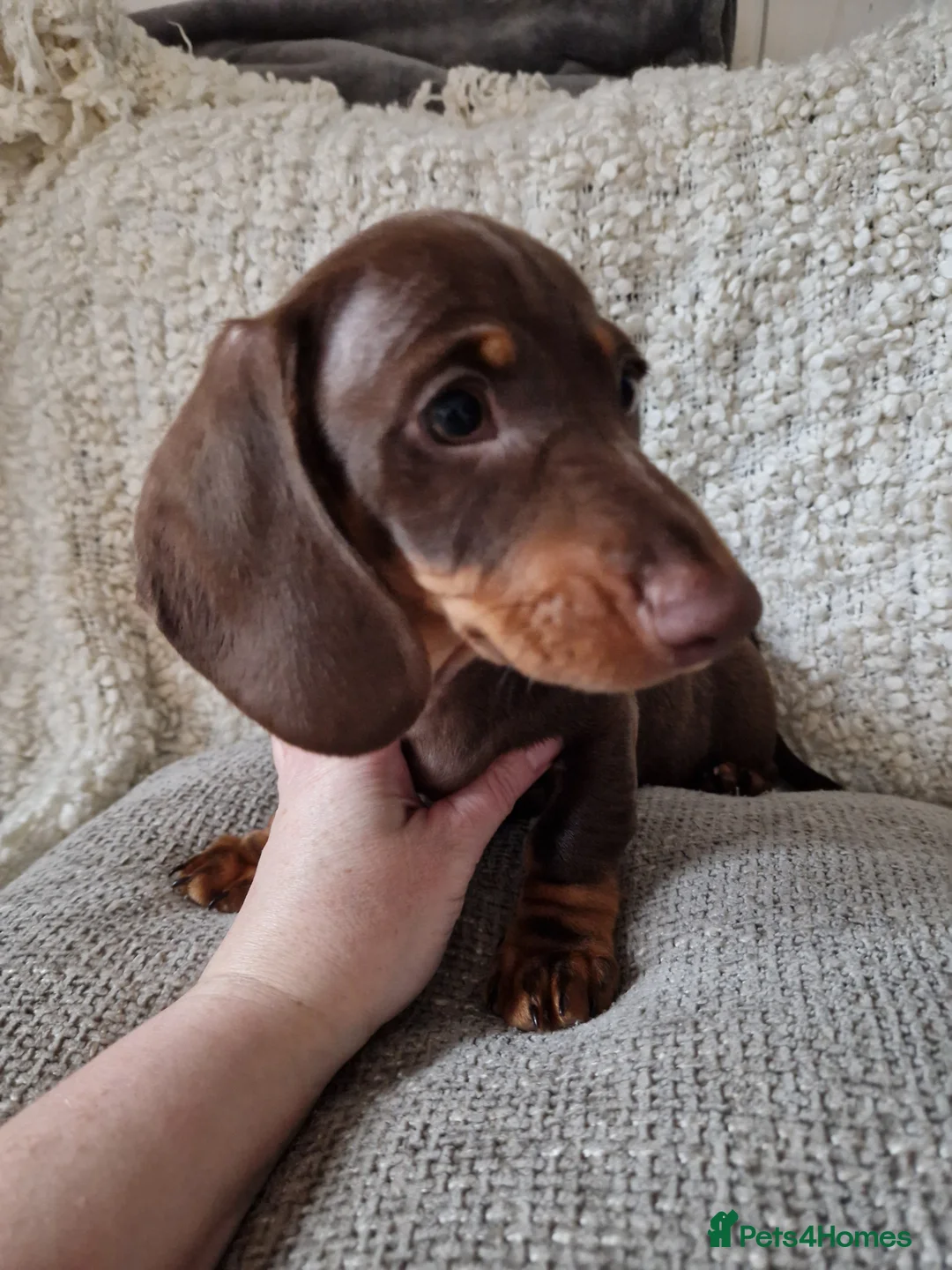 Miniature Dachshund dogs for sale: Beautiful Miniature Smooth Haired Dachshund  - Advert 13