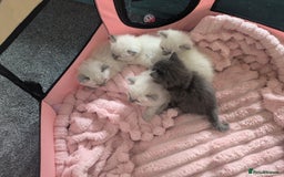 Ragdoll cats for sale: 5 beautiful kittens Ragdoll X Turkish  - Image 2