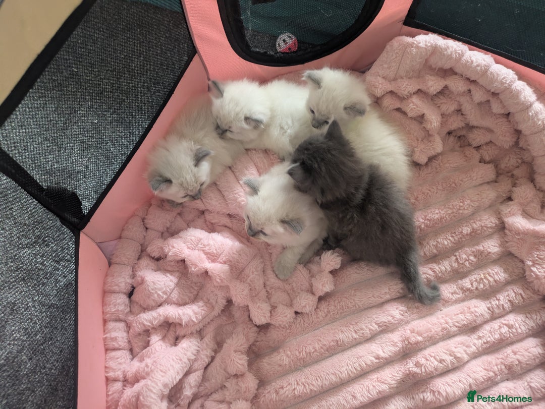 Ragdoll cats for sale: 5 beautiful kittens Ragdoll X Turkish  - Image 2