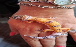 Gecko reptiles for sale: Leopard gecko babies - Image 2