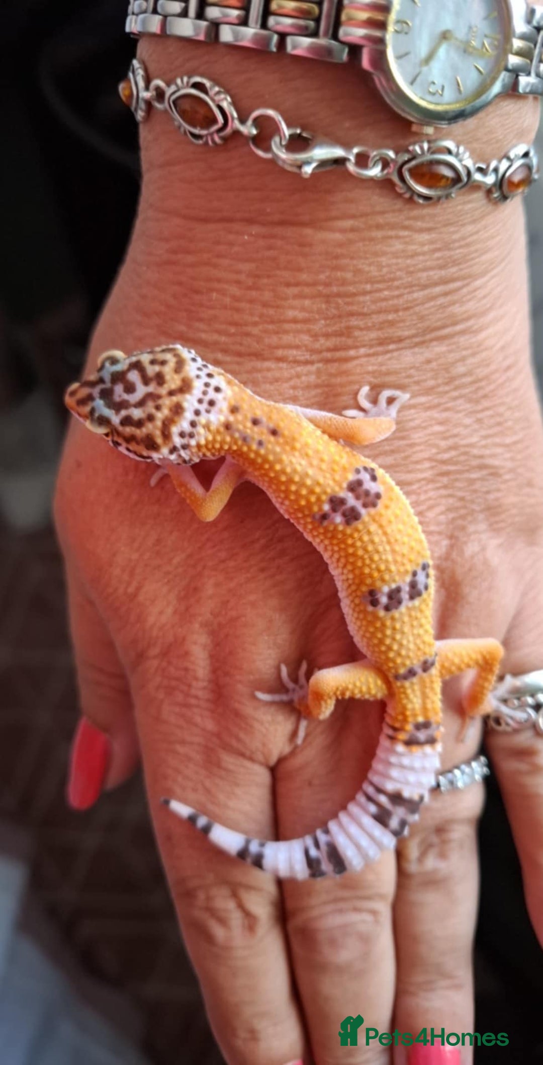Gecko reptiles for sale: Leopard gecko babies - Image 2