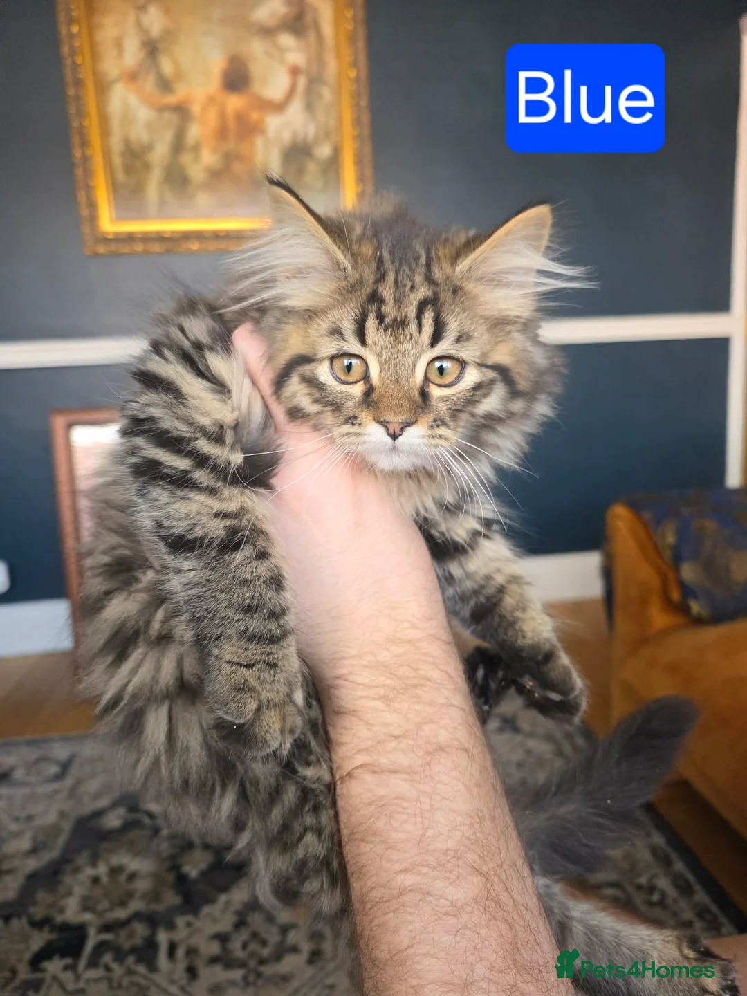 Mixed Breed cats for sale: Fluffy longhair kittens ready now - Advert 10